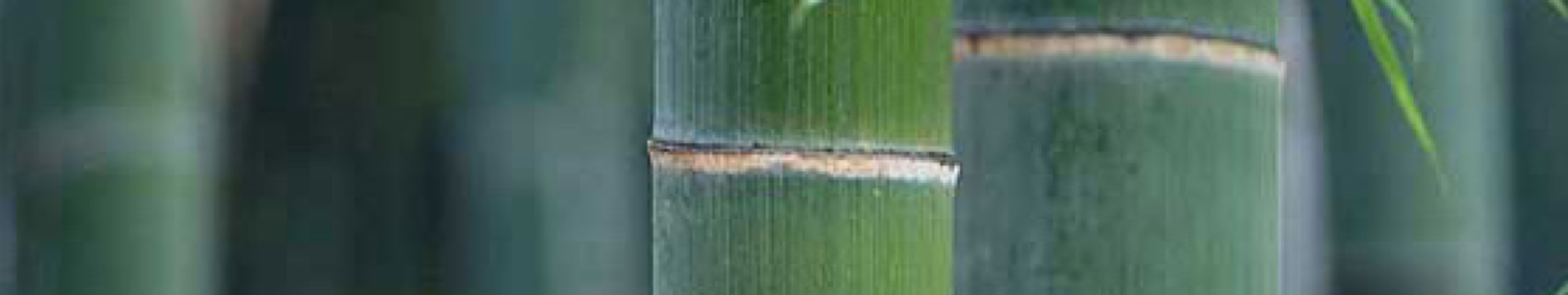Taikiken green bamboo top banner